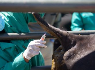 Σε 37 κτηνοτροφικές μονάδες κρούσματα αφθώδους πυρετού – Αντιπαράθεση στη Βουλή