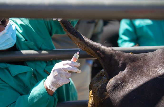 Σε 37 κτηνοτροφικές μονάδες κρούσματα αφθώδους πυρετού – Αντιπαράθεση στη Βουλή