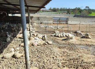 Συνάντηση κτηνοτρόφων με Υπ. Γεωργίας – «Τι να κάνω εγώ, να πάω φυλακή;»