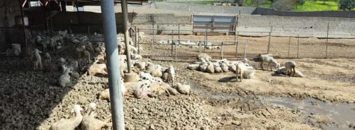 Συνάντηση κτηνοτρόφων με Υπ. Γεωργίας – «Τι να κάνω εγώ, να πάω φυλακή;»