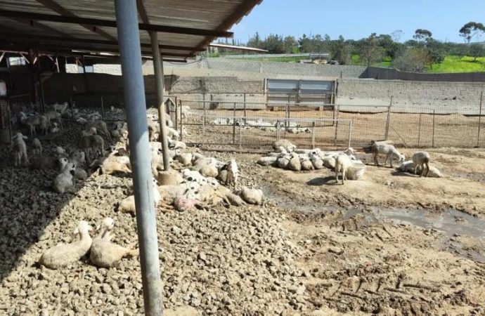 Συνάντηση κτηνοτρόφων με Υπ. Γεωργίας – «Τι να κάνω εγώ, να πάω φυλακή;»