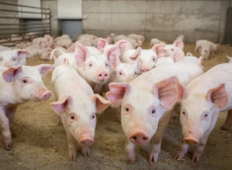 Το Υπουργικό ενέκρινε σχέδιο στήριξης της Χοιροτροφίας από τον αφθώδη πυρετό