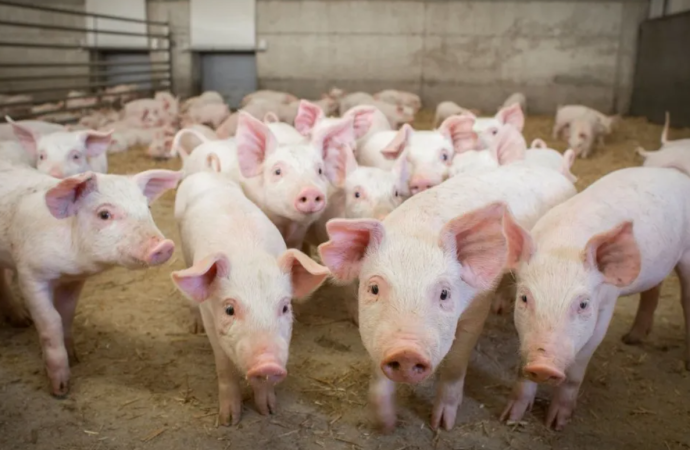 Το Υπουργικό ενέκρινε σχέδιο στήριξης της Χοιροτροφίας από τον αφθώδη πυρετό